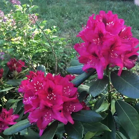 Botel Havel Houseboat Serenity Zehdenick