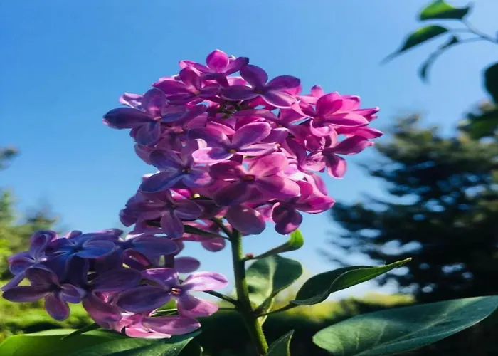 Havel Houseboat Serenity Hotel en barco *