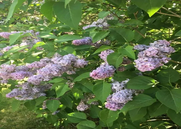 Havel Houseboat Serenity Hotel en barco Zehdenick