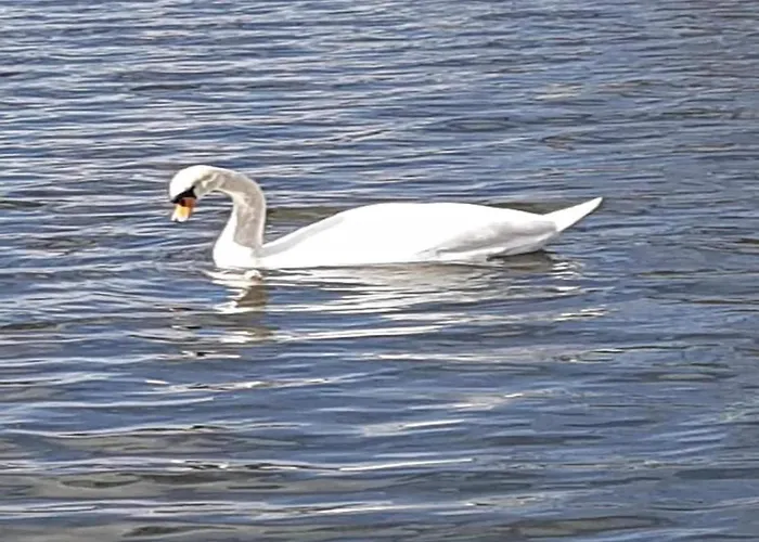 Havel Houseboat Serenity